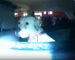 Police officer finds scared dog in stolen car — then gives her a new home