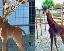 Extremely rare spotless giraffe born at zoo, believed to be the only one in the world