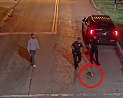 Police respond to ‘sightings of a masked bandit,’ rescue raccoon with jar stuck on head
