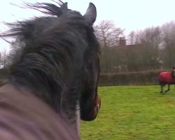 Horse Makes Emotional Reunion With Two Long-Lost Friends After 4 Years