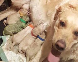 Family’s dog gives birth to unbelievably rare green puppy