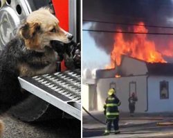 Firefighters put out house fire – then they see the dog carrying something in his mouth