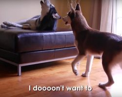 Mom And Dad Find Their Huskies Arguing The Way Human Siblings Do