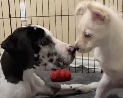 Two-Legged Puppy Meets Paralyzed Great Dane And Saves Her Life