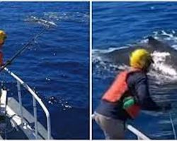 Rescue crew saves humpback whale tangled in fishing lines