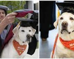 Virginia Tech honors their loyal therapy dog with honorary doctorate degree