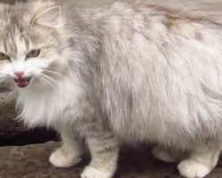 Pregnant stray cat desperately moans for help – watch her response when she gets what she wants