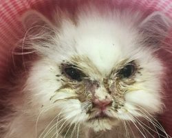 Woman saves “unadoptable” cat and helps him flourish