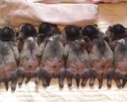 This Line Of Sleeping Pug Puppies Will Completely Mesmerize You