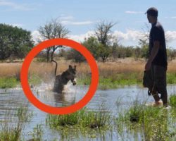 He saved a lion cub from certain death – now watch their reunion 4 years later