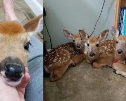 Woman lets baby deer inside her home to shelter them from storm