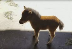 Mini horse can’t stop chasing cameraman