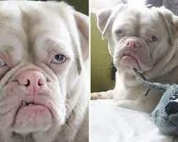 Nobody wanted the pug who always looked grumpy – until one person got him to smile