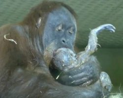 Orangutan mom, thought to be infertile, gives birth and is captured on camera for the first time