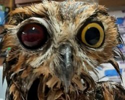 Rescued owl makes miraculous recovery after being shot with BB gun, trapped in manure pit