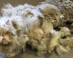 Neglected cat covered in 5 pounds of matted fur is surprised with his own transformation