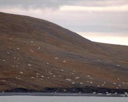 Tourists think these animals are sheep, but have no idea how wrong they are