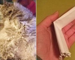 Cat returns with note attached to his collar, owner takes one look at it and realizes what the neighbor has done