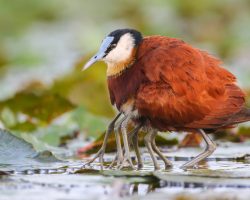 Adaptation evolution at its finest: Unraveling the marvel of the ‘Jesus bird’ and its multilegged mystery