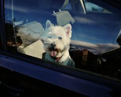 Two dogs die in hot car while owner attends dog training lecture