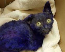 Cat dyed purple and used as a chew toy – but transformation 3 months later is wonderful