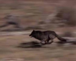 14 wolves were released in a park – the impact shows that we must take care of our amazing planet