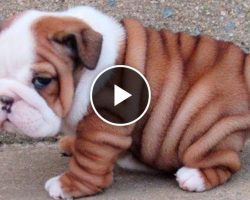 Cute Bulldog Puppy Videos