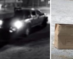Man Dumps Box With Dying Baby Animal In Parking Lot And Drives Away