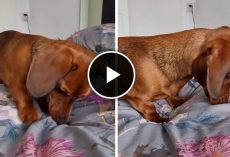 Dachshund puppy’s bedtime routine is simply hilarious