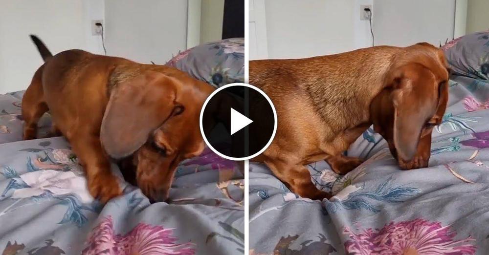 dachshund puppy bedtime routine