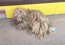 This Clump Of Matted Fur Wandered The Market Looking For Food