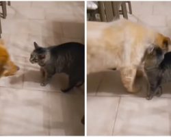 Cat Emotionally Greets Blind Dog Pal After One Month Apart