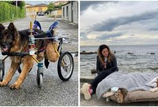 The Last Trip Of An Abandoned Paralyzed Dog