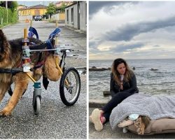 The Last Trip Of An Abandoned Paralyzed Dog