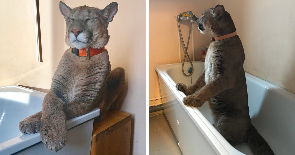 Couple adopt sickly cat from zoo, now this 90 pound puma lives life as a domestic cat