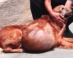 Golden Retriever abandoned with 46-pound tumor could barely walk