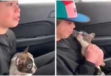 Boy Busted Into Tears As He Received Surprise Birthday Puppy From His Late Dad