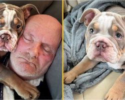 Bulldog puppy ‘saves owner’s life’ by chewing his toe to the bone – hospital scans reveal the unthinkable