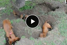 Dachshunds Dig The Best Holes