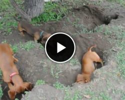 Dachshunds Dig The Best Holes