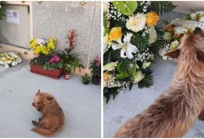Dog Mysteriously Found Late Owner’s Grave And Travelled There Daily