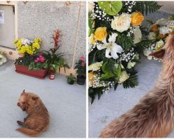 Dog Mysteriously Found Late Owner’s Grave And Travelled There Daily