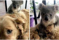 Golden Retriever Saved Abandoned Baby Koala And Brought Him Home With Her
