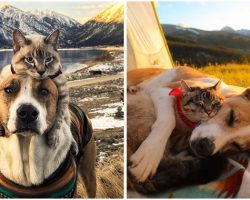 Rescue Dog And Cat Become Besties And Take Adventures Together