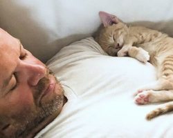 Kitten Becomes Obsessed With His Dad And Does Everything With Him