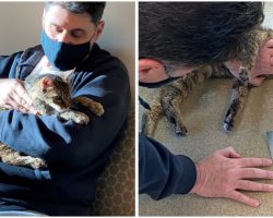 Owner Miraculously Found His Tabby After 15 Years Of Separation
