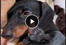 Proud Dachshund Dog Mother with New born puppy
