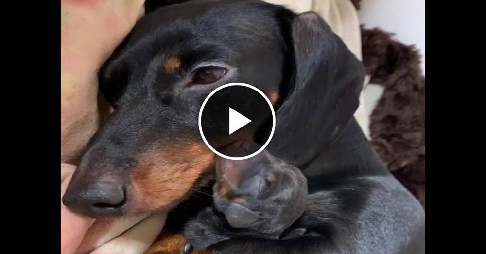 Proud Dachshund Dog Mother with New born puppy