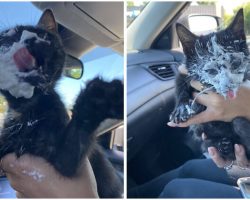 Rescue Kitten Went Crazy For Her Very First Puppuccino Ever