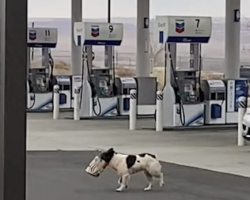 Man Sees A Dog Carrying A Bag Out Into The Desert And Follows Her